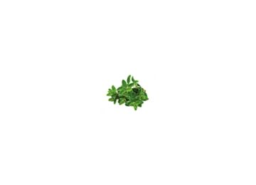Oregano