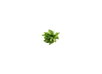 Rucola
